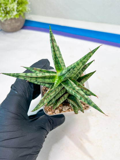 Sansevieria NN77 (#Ba37) | Imported Plants