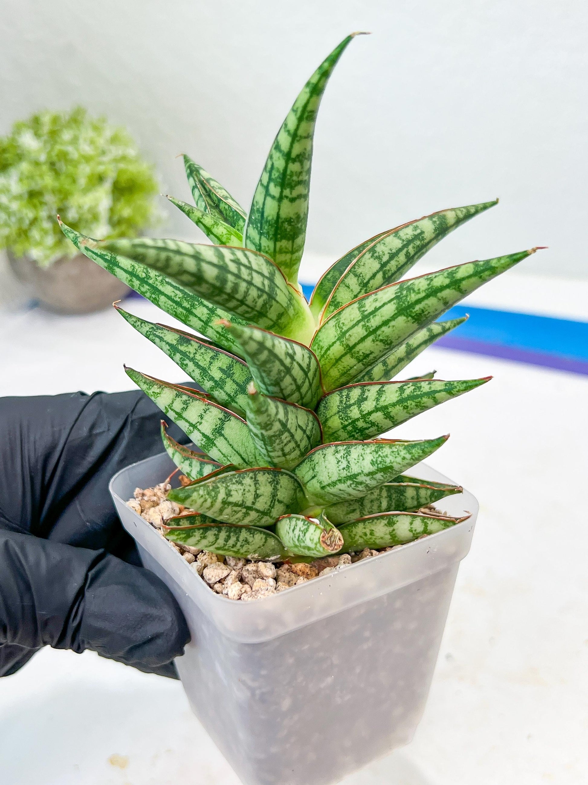Sansevieria NN77 (#Ba37) | Imported Plants