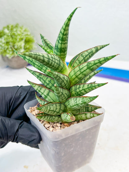 Sansevieria NN77 (#Ba37) | Imported Plants