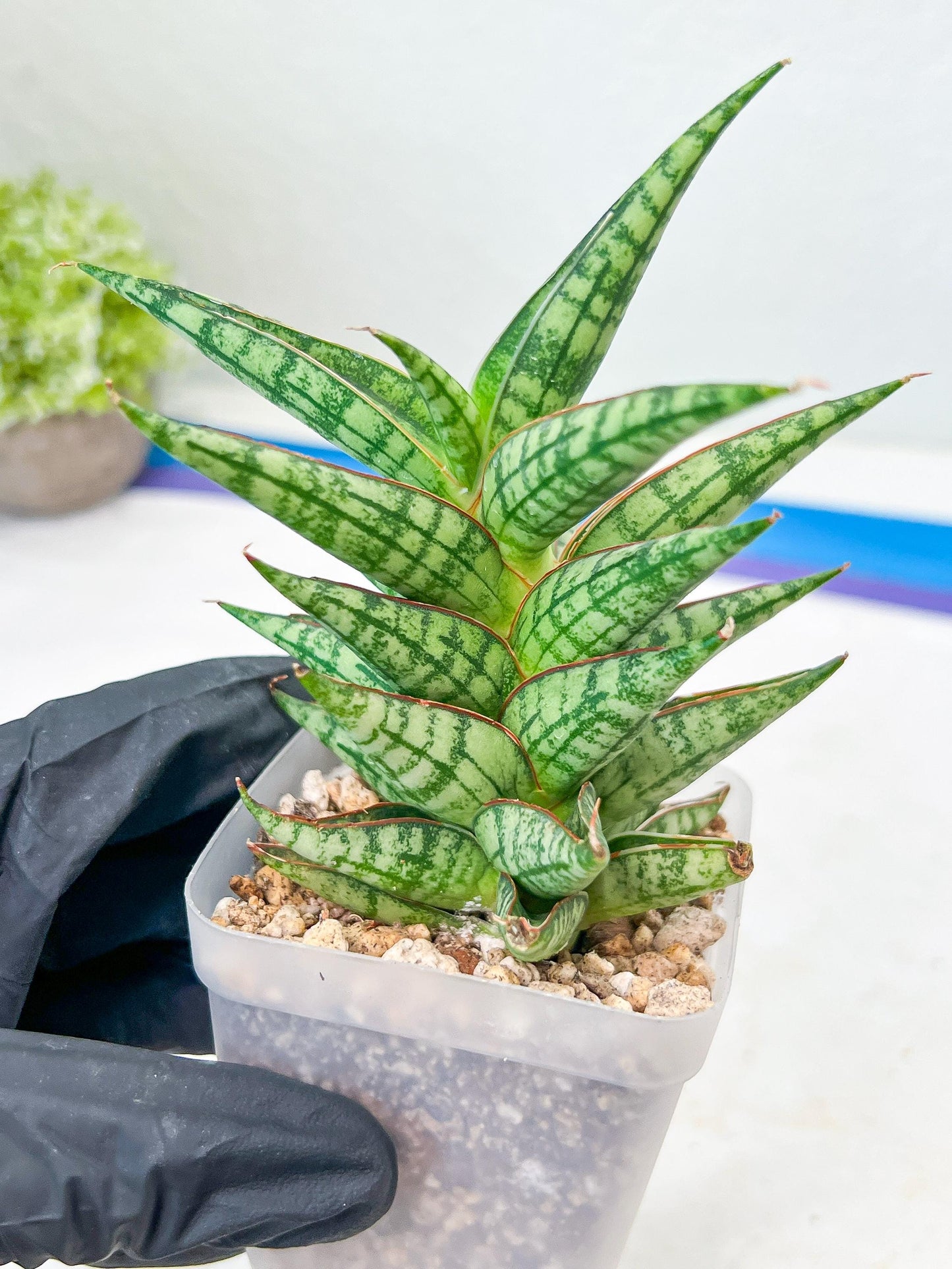 Sansevieria NN77 (#Ba37) | Imported Plants