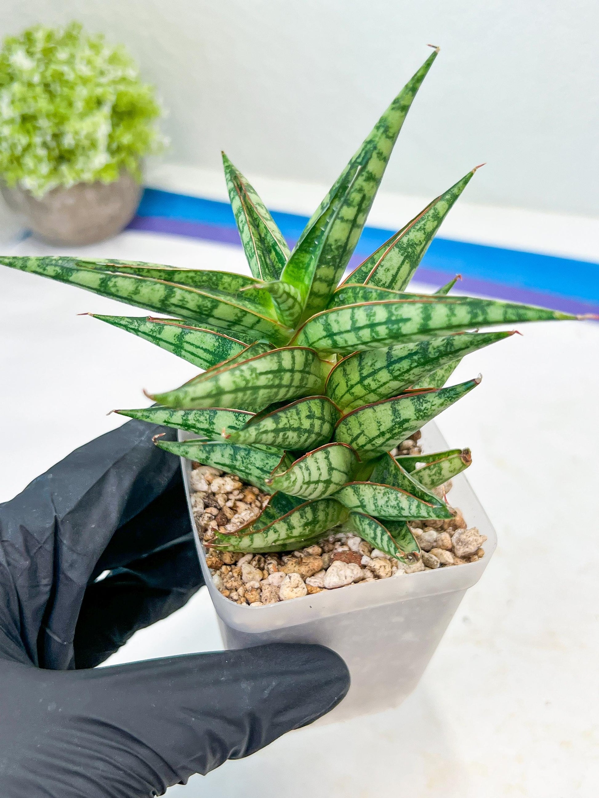 Sansevieria NN77 (#Ba37) | Imported Plants