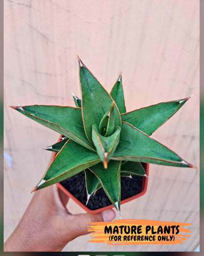 Sansevieria Maryam (#Ba35) | Imported Plants