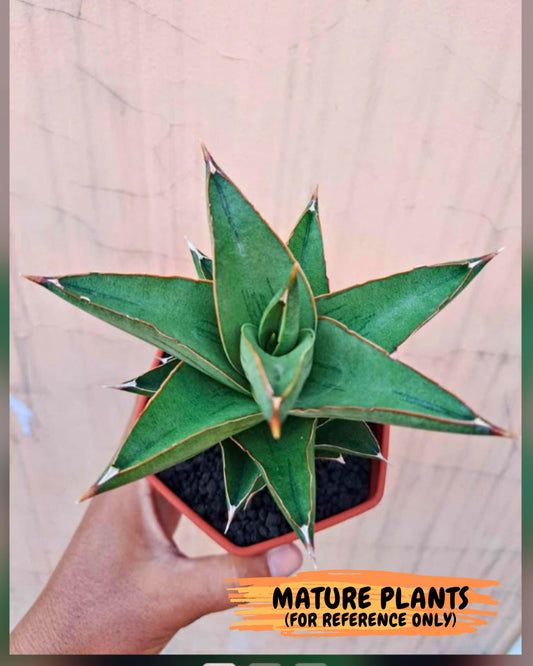 Sansevieria Maryam (#Ba35) | Imported Plants