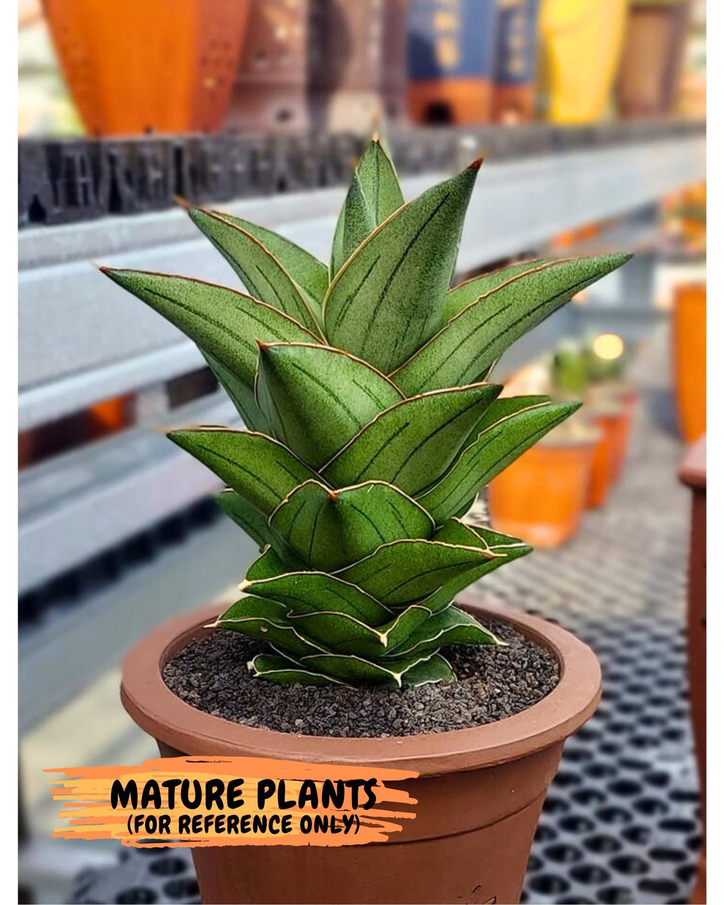 Sansevieria Maryam (#Ba35) | Imported Plants