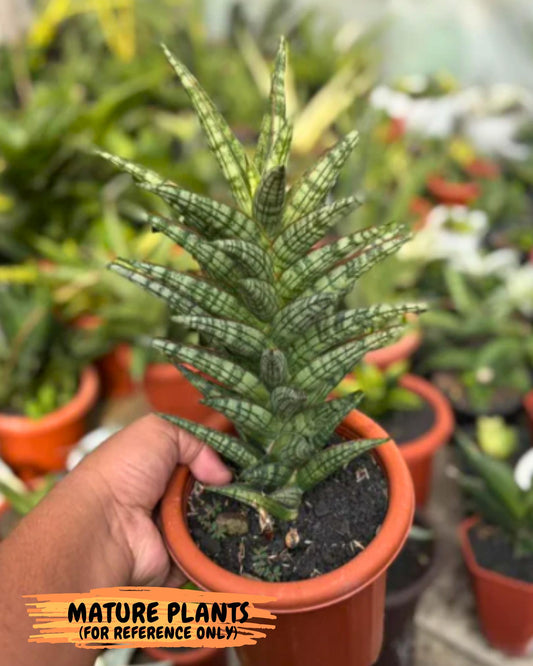 Sansevieria NN77 (#Ba37) | Imported Plants