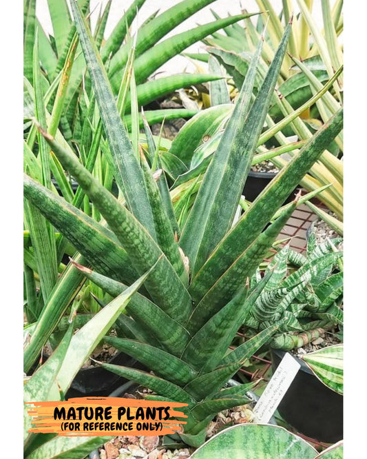 Sansevieria Roro Kidul (#Ba39) | Imported Plants