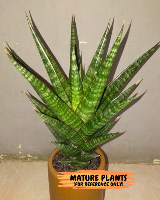 Sansevieria Roro Kidul (#Ba39) | Imported Plants