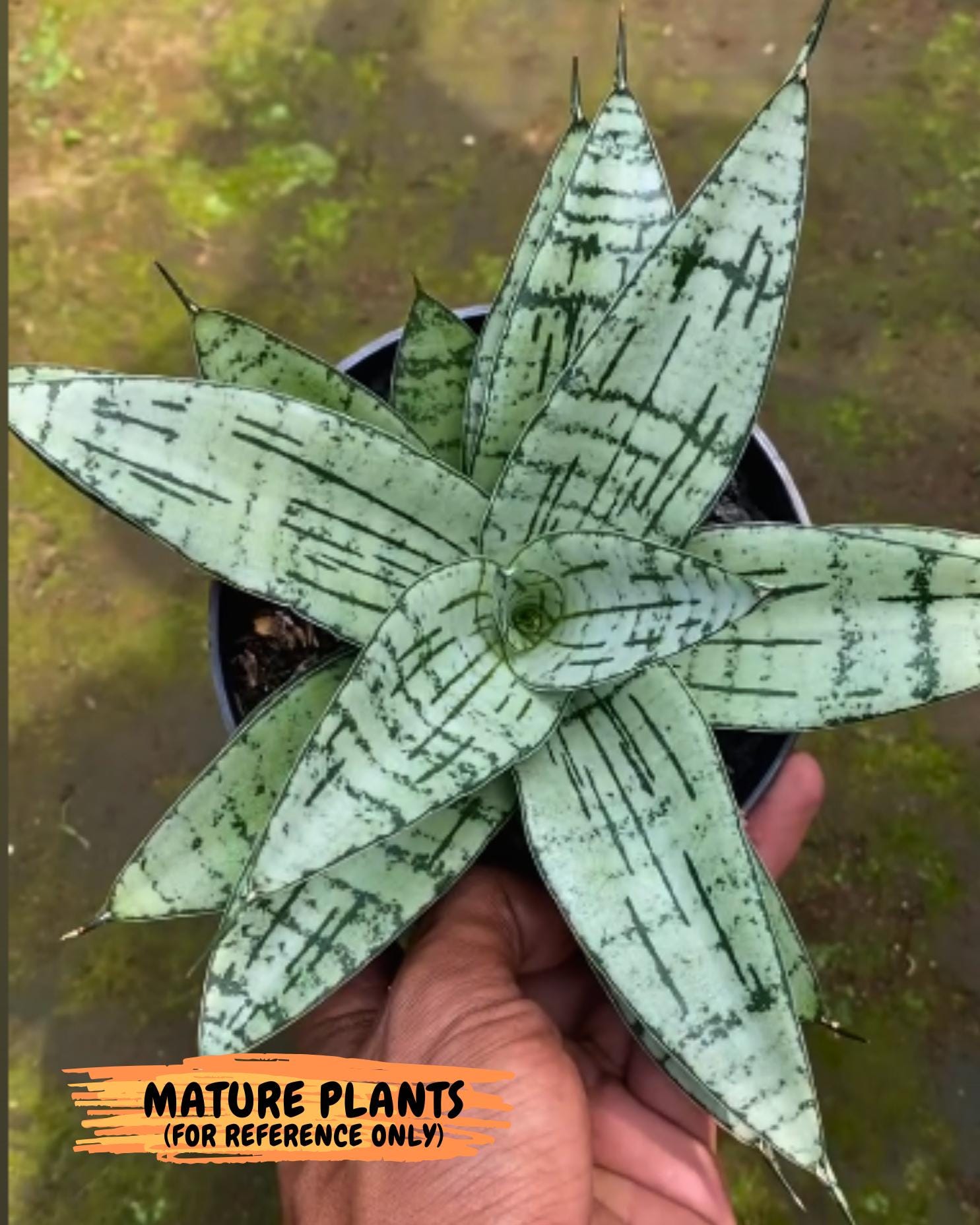 Sansevieria Pandawa (#Ba40) | Imported Plants