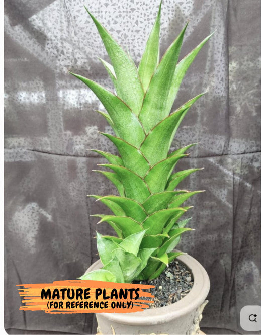 Sansevieria Puyek (#Ba42) | Imported Plants