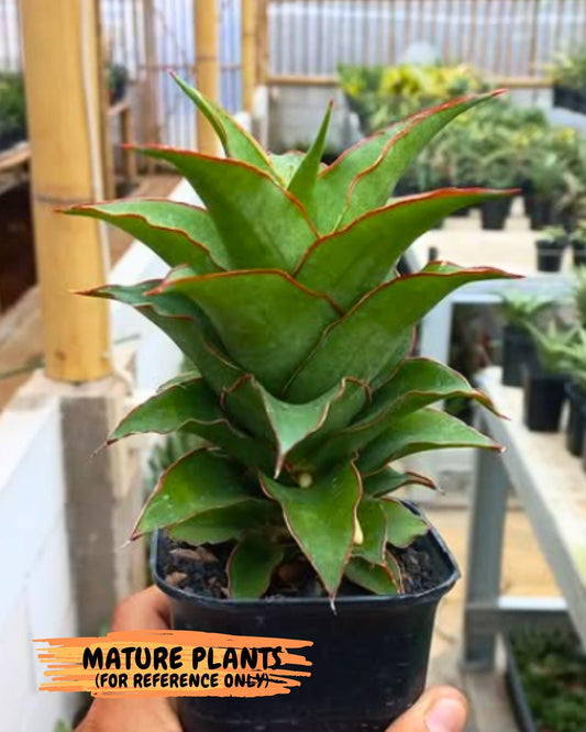 Sansevieria Puyek (#Ba42) | Imported Plants