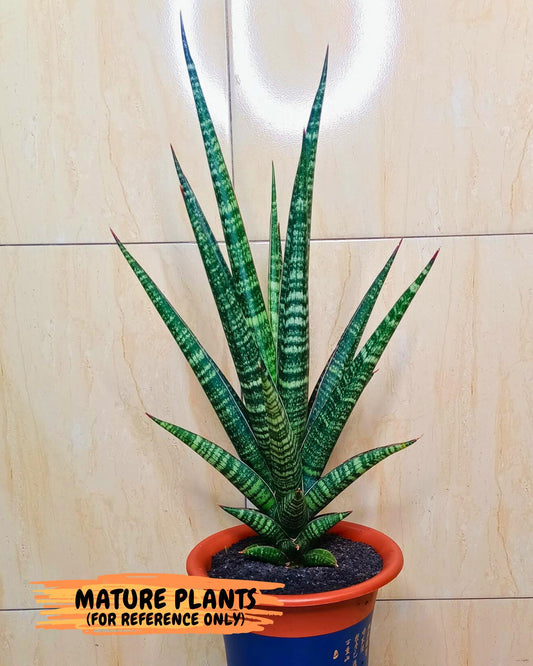 Sansevieria Pontianak (#Ba43) | Hybrid= Royal crown x Cordova ( x ) Deserti x Cordova