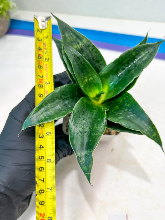 Sansevieria Shinta (#Ba46) | Imported Plants | Rare Hybrid Species