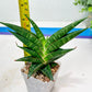 Sansevieria Sky Fire (#Ba47) | Imported Plants | Rare Hybrid Species