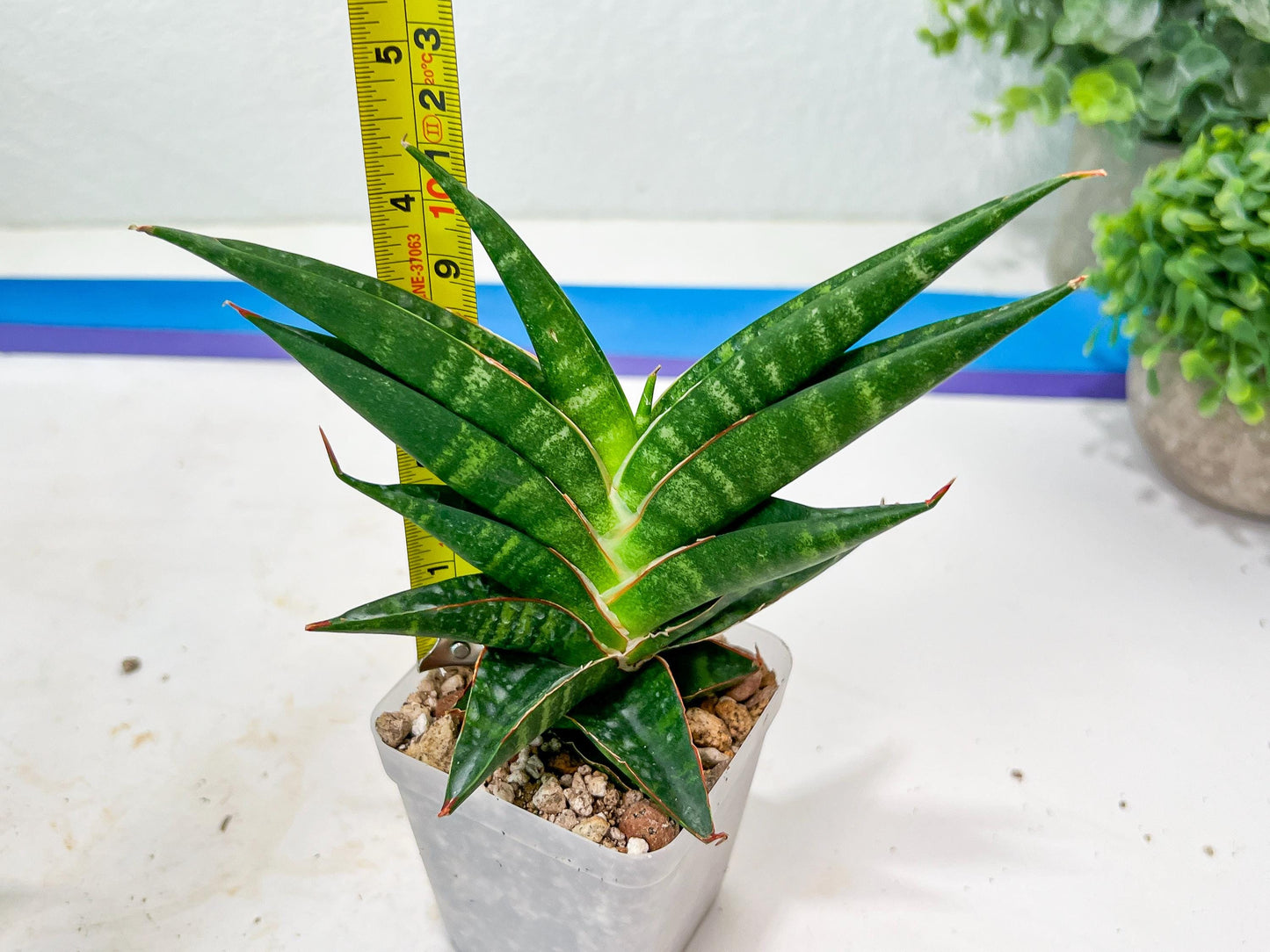 Sansevieria Sky Fire (#Ba47) | Imported Plants | Rare Hybrid Species