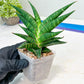 Sansevieria Sky Fire (#Ba47) | Imported Plants | Rare Hybrid Species