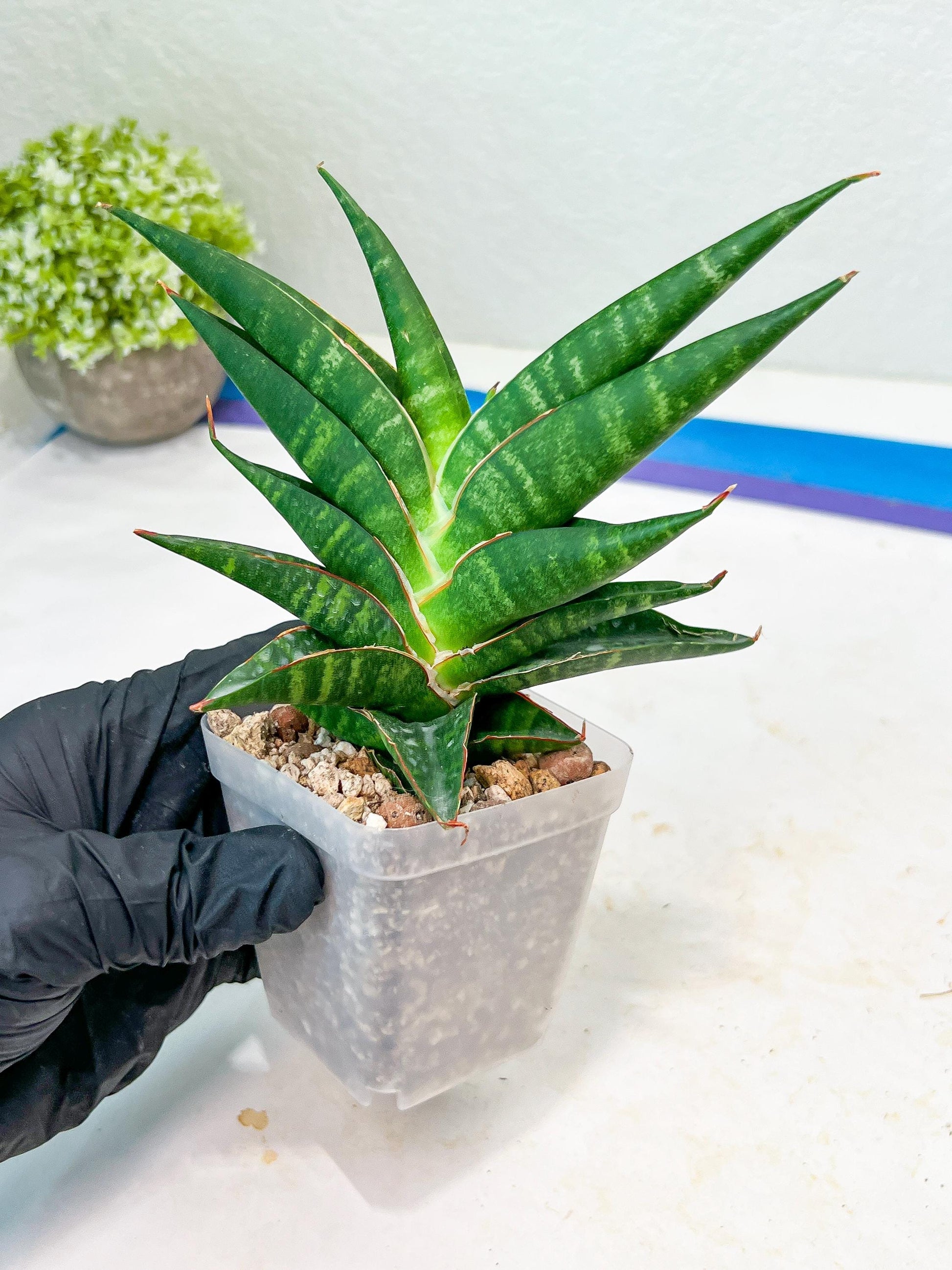 Sansevieria Sky Fire (#Ba47) | Imported Plants | Rare Hybrid Species