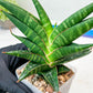 Sansevieria Sky Fire (#Ba47) | Imported Plants | Rare Hybrid Species