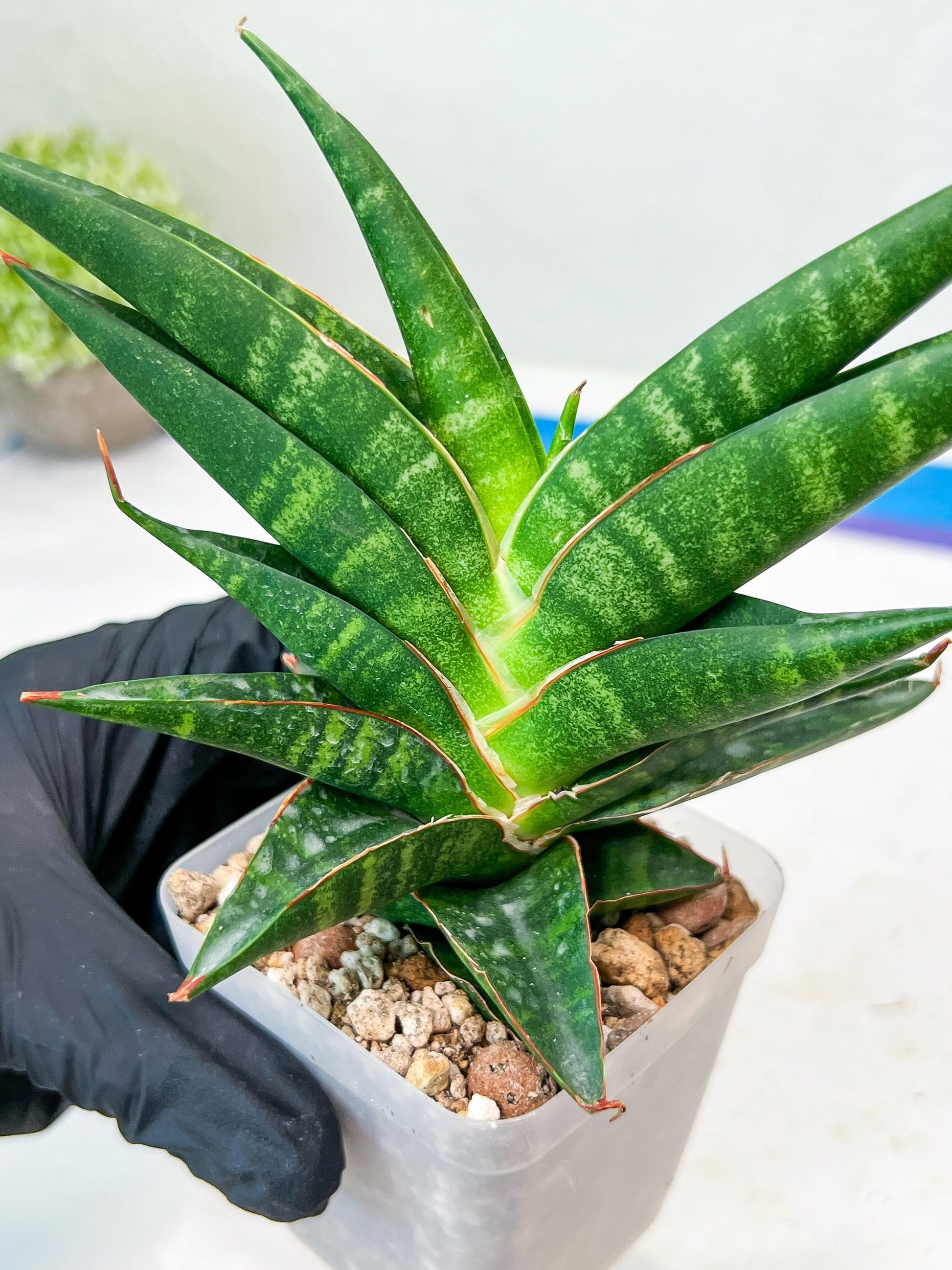 Sansevieria Sky Fire (#Ba47) | Imported Plants | Rare Hybrid Species