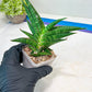 Sansevieria Sky Fire (#Ba47) | Imported Plants | Rare Hybrid Species