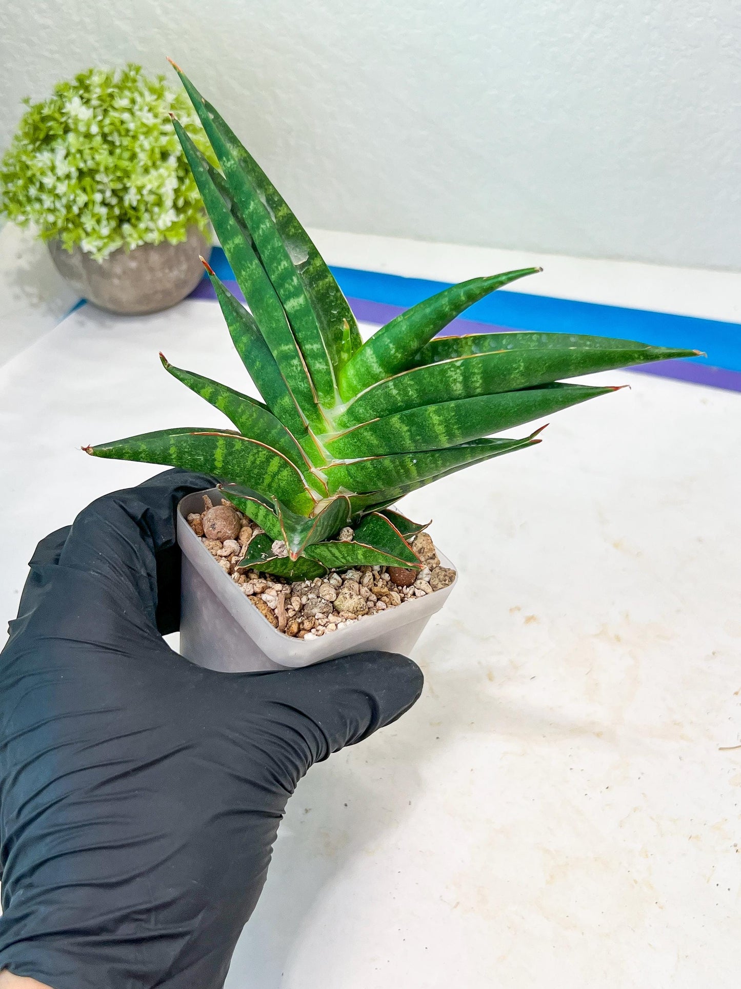 Sansevieria Sky Fire (#Ba47) | Imported Plants | Rare Hybrid Species