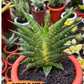 Sansevieria Sky Fire (#Ba47) | Imported Plants | Rare Hybrid Species