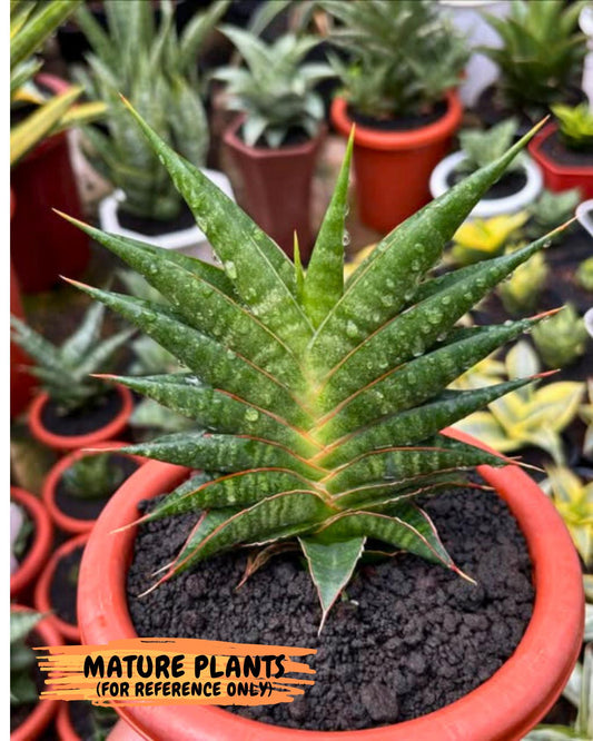 Sansevieria Sky Fire (#Ba47) | Imported Plants | Rare Hybrid Species