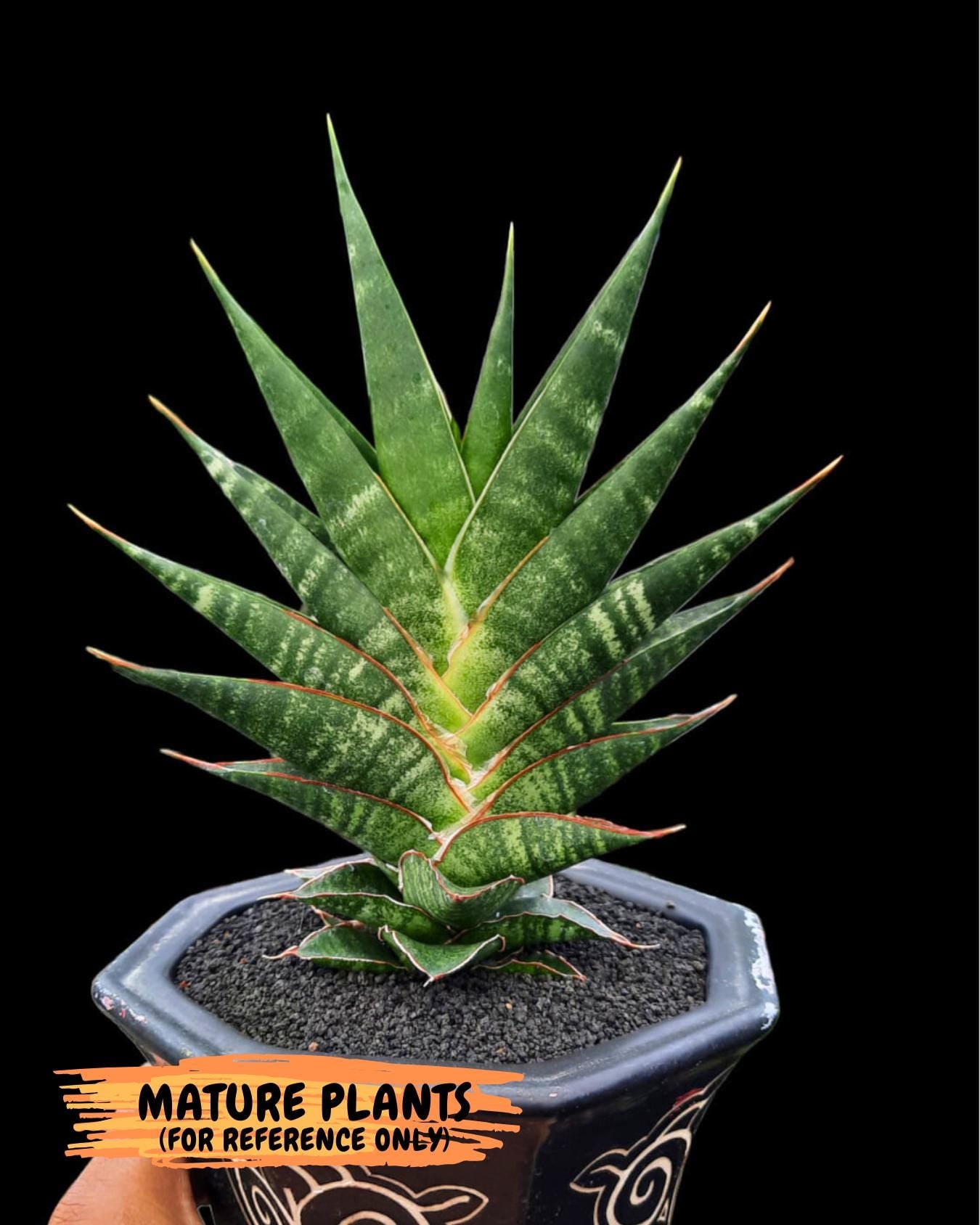 Sansevieria Sky Fire (#Ba47) | Imported Plants | Rare Hybrid Species