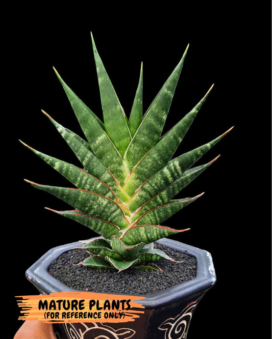 Sansevieria Sky Fire (#Ba47) | Imported Plants | Rare Hybrid Species