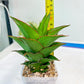 Sansevieria Teacher (#Ba49) | Parent Plant (pinguicula X Gabriella)