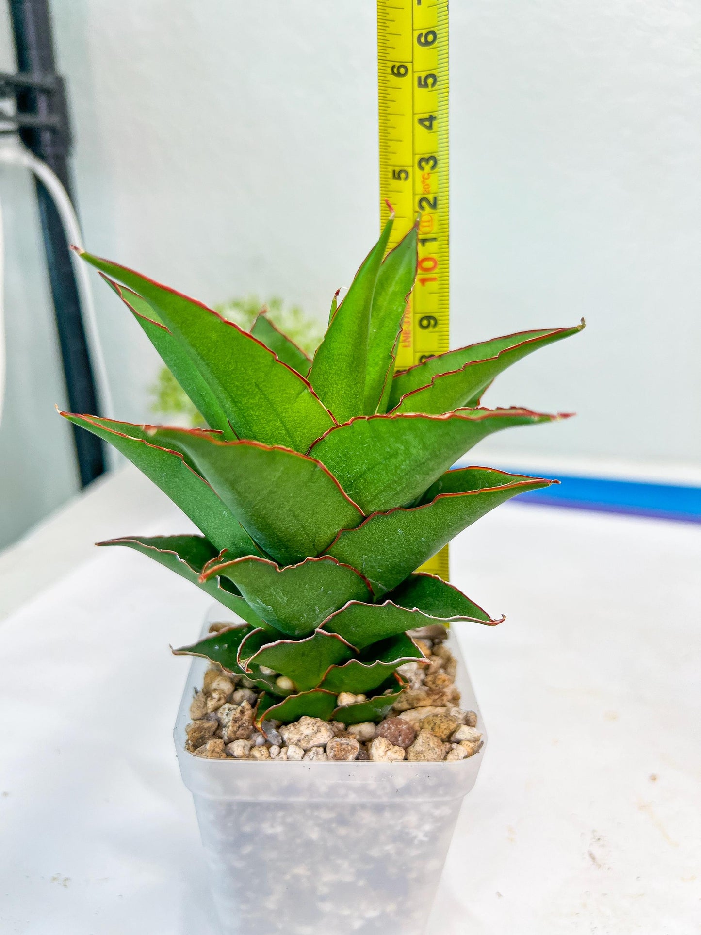 Sansevieria Teacher (#Ba49) | Parent Plant (pinguicula X Gabriella)
