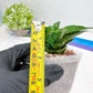 Sansevieria Wulan (#Ba52) | Imported Plants | Rare Hybrid Species
