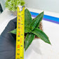 Sansevieria Wulan (#Ba52) | Imported Plants | Rare Hybrid Species