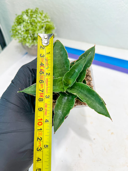 Sansevieria Wulan (#Ba52) | Imported Plants | Rare Hybrid Species
