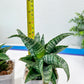 Sansevieria Xiena (#Ba53) | Imported Plants | Rare Hybrid Species
