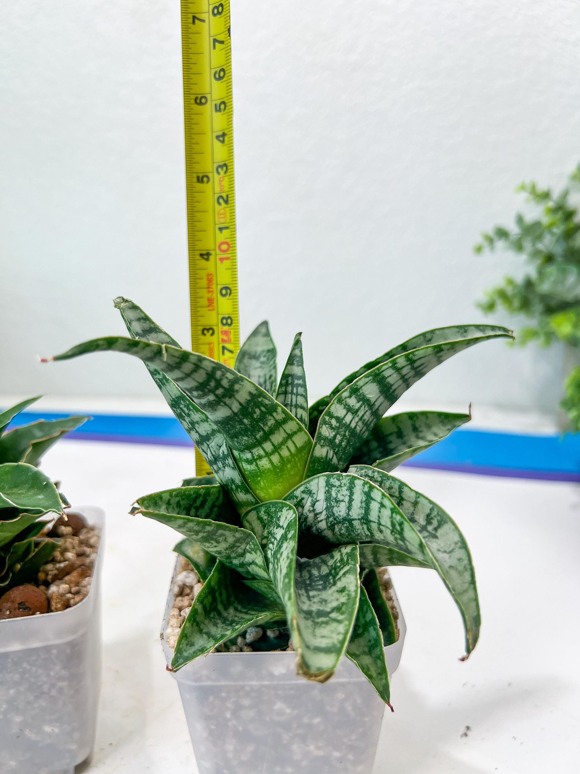 Sansevieria Xiena (#Ba53) | Imported Plants | Rare Hybrid Species
