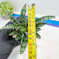 Sansevieria Xiena (#Ba53) | Imported Plants | Rare Hybrid Species