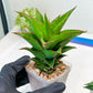 Sansevieria Teacher (#Ba49) | Parent Plant (pinguicula X Gabriella)