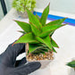 Sansevieria Teacher (#Ba49) | Parent Plant (pinguicula X Gabriella)
