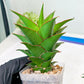 Sansevieria Teacher (#Ba49) | Parent Plant (pinguicula X Gabriella)