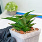 Sansevieria Wulan (#Ba52) | Imported Plants | Rare Hybrid Species