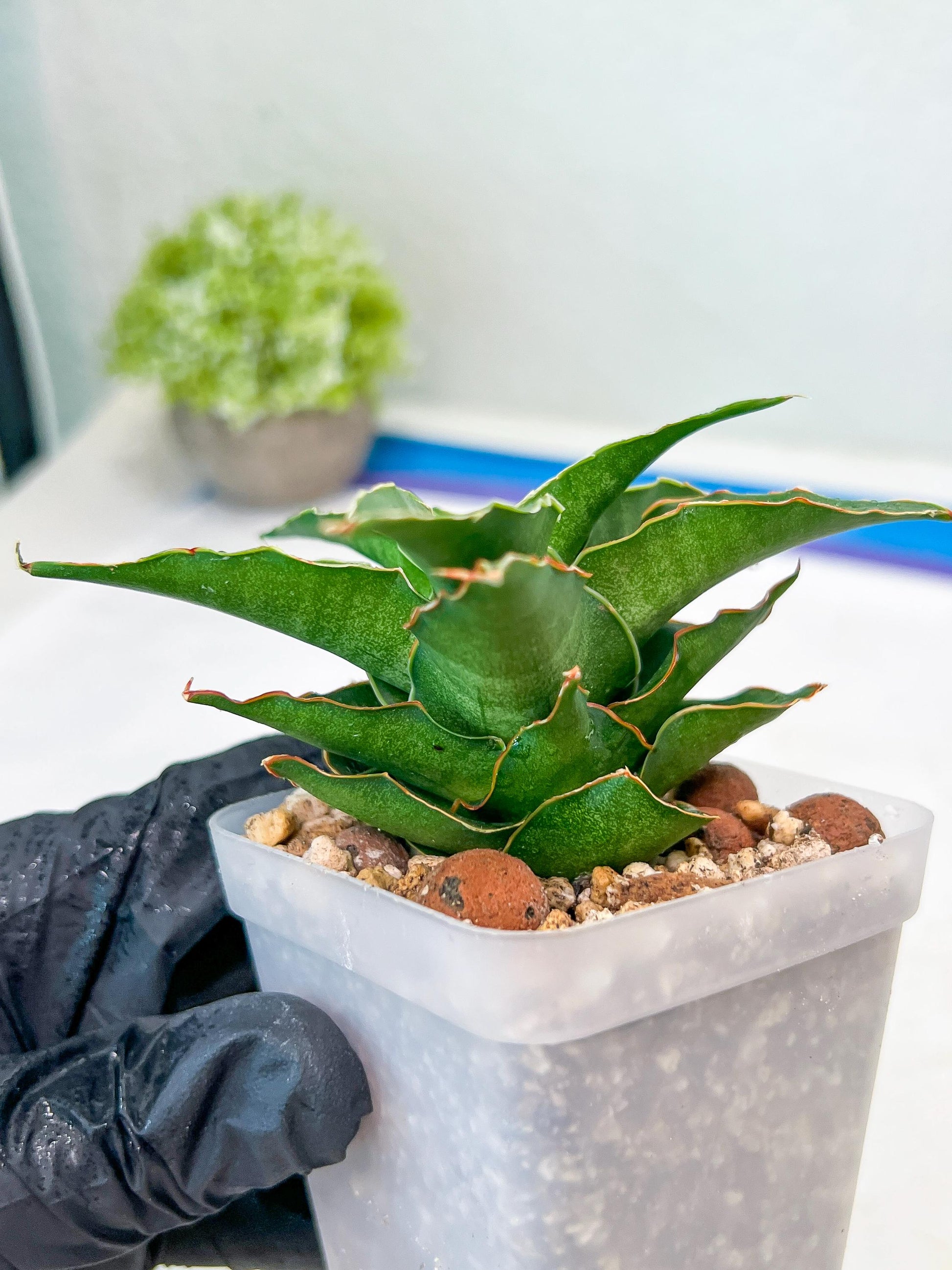 Sansevieria Wulan (#Ba52) | Imported Plants | Rare Hybrid Species