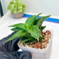 Sansevieria Wulan (#Ba52) | Imported Plants | Rare Hybrid Species