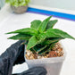 Sansevieria Wulan (#Ba52) | Imported Plants | Rare Hybrid Species