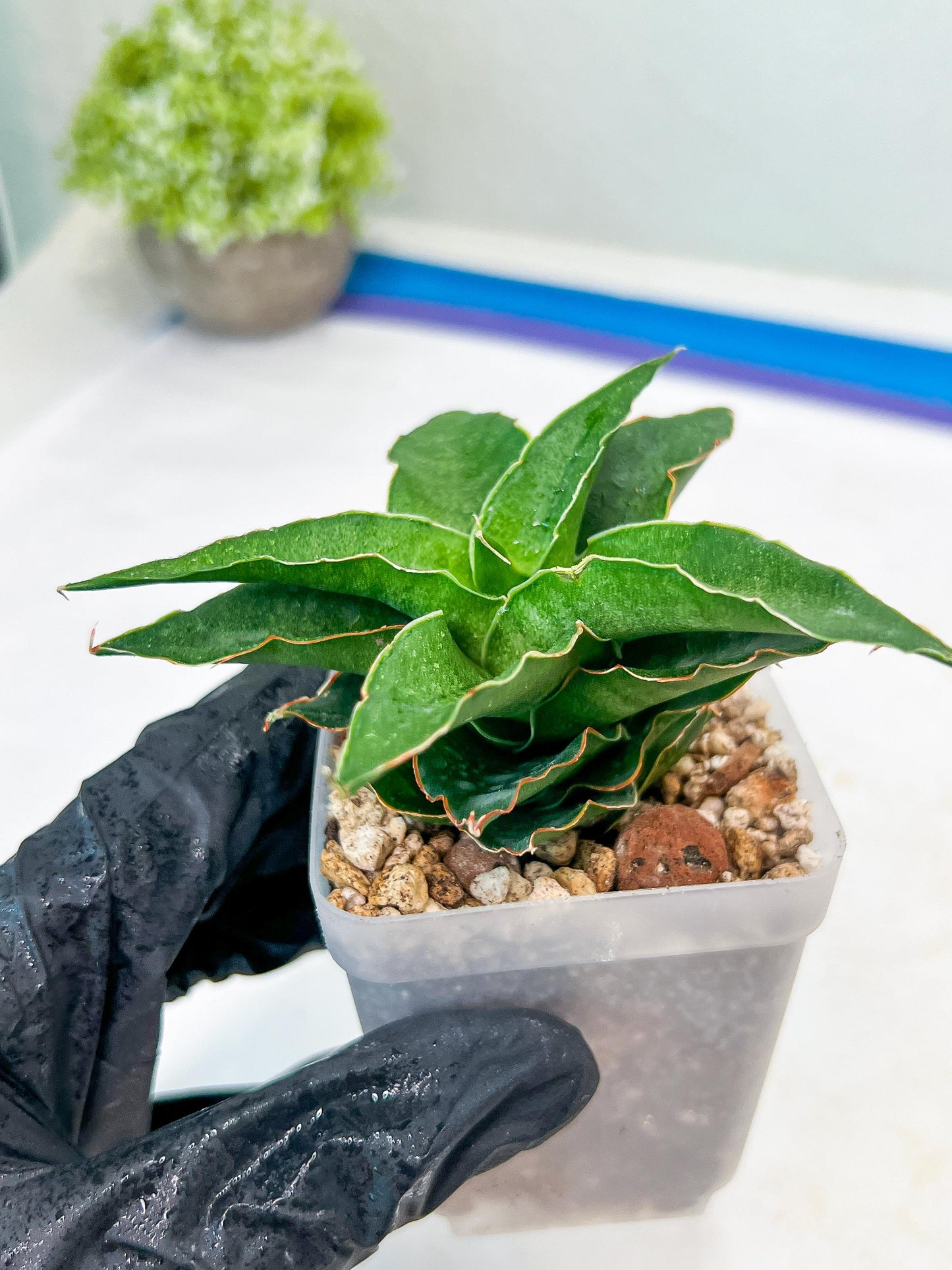Sansevieria Wulan (#Ba52) | Imported Plants | Rare Hybrid Species