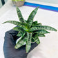 Sansevieria Xiena (#Ba53) | Imported Plants | Rare Hybrid Species