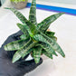 Sansevieria Xiena (#Ba53) | Imported Plants | Rare Hybrid Species