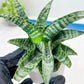 Sansevieria Xiena (#Ba53) | Imported Plants | Rare Hybrid Species