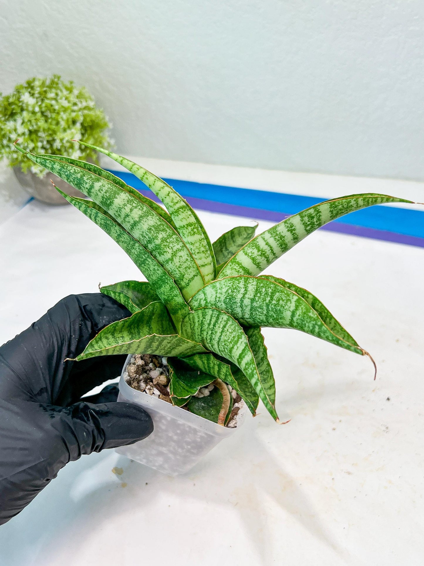 Sansevieria Cordova x cordova Mutated (#Ba54) | Imported Plants