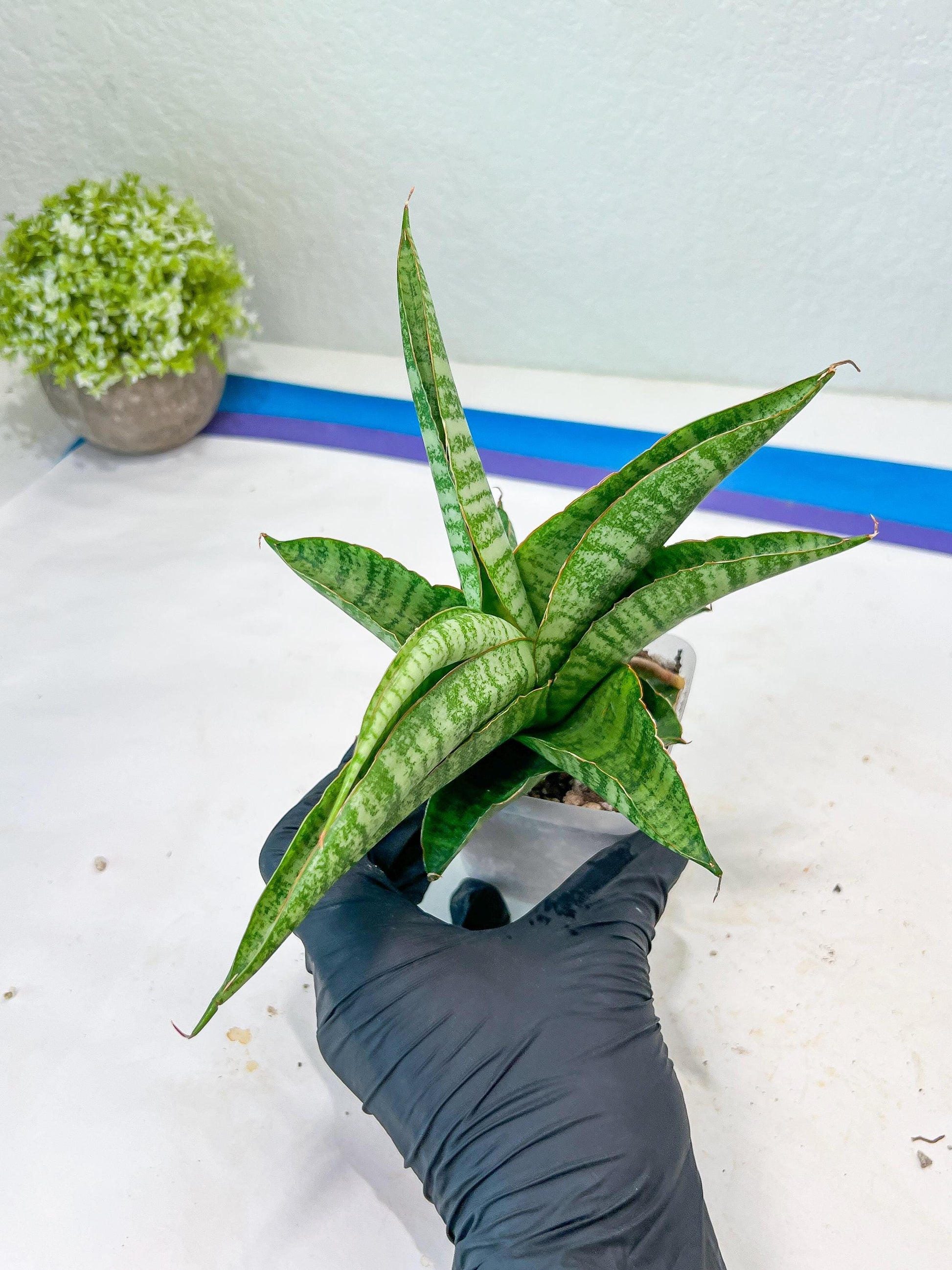 Sansevieria Cordova x cordova Mutated (#Ba54) | Imported Plants
