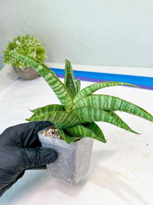 Sansevieria Cordova x cordova Mutated (#Ba54) | Imported Plants